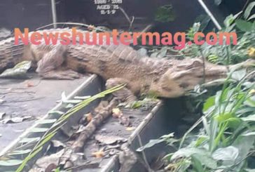Strange crocodile at Chiraa cemetery scares residents (Watch Video)
