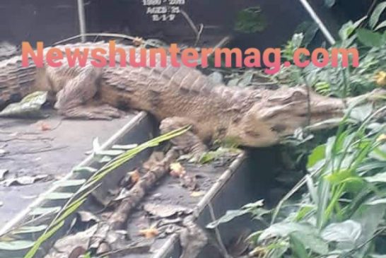 Strange crocodile at Chiraa cemetery scares residents (Watch Video)
