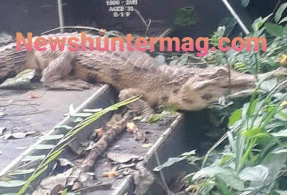 Strange crocodile at Chiraa cemetery scares residents (Watch Video)